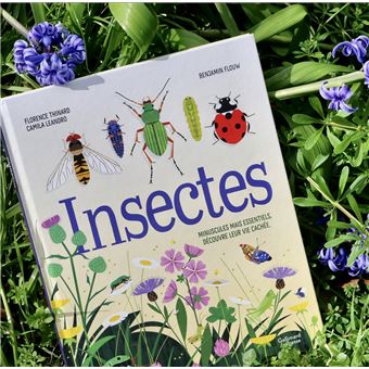 Insectes