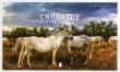 Camargue