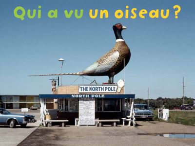 Qui a vu un oiseau