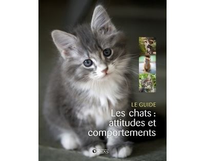 Les chats : attitudes et comportements