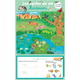 Les posters effaçables - Les cycles de vie Montessori