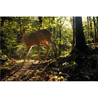 La Nature à 200 m de chez moi