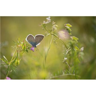 La Nature à 200 m de chez moi