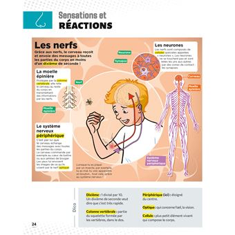 Le Petit Quotidien - L'encyclopédie visuelle - Corps humain