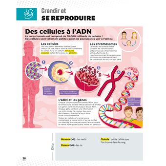 Le Petit Quotidien - L'encyclopédie visuelle - Corps humain