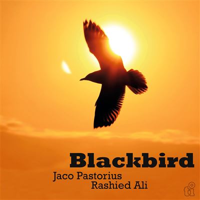 Blackbird Édition Limitée Vinyle Vert Translucide