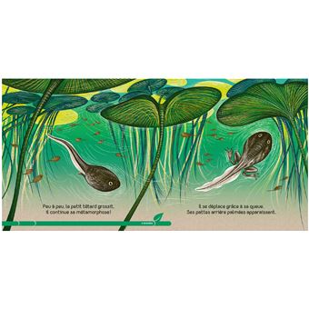 Petite grenouille - Un livre très nature