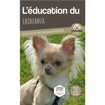 L'éducation du Chihuahua