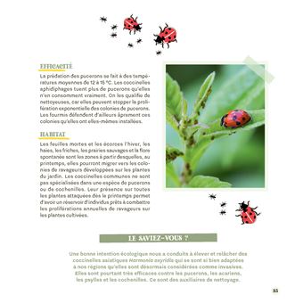 Attirer coccinelles et autres petites bêtes gentilles au jardin