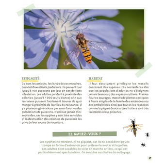 Attirer coccinelles et autres petites bêtes gentilles au jardin