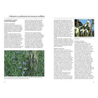 Reconnaître facilement 220 plantes mellifères