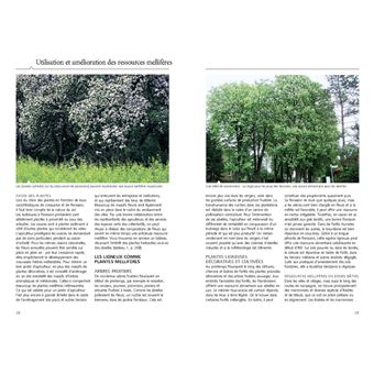 Reconnaître facilement 220 plantes mellifères