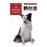 Border collie_0