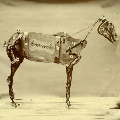 Horse comanche