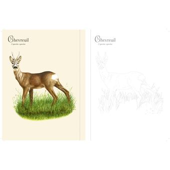 Forêt et nature à colorier