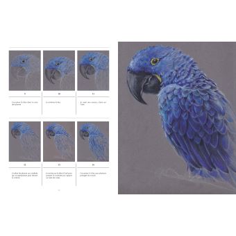 Dessiner les Animaux à sauver - 30 espèces menacée à dessiner en pas-à-pas