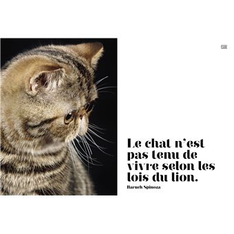 Chats Pachas