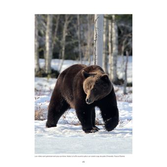 L'Ours Brun