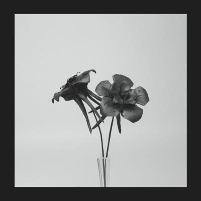 DARK LOTUS/LP