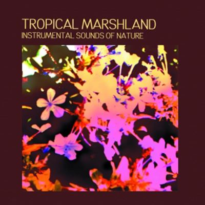 Tropical marshland