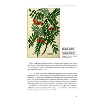 Le cormier un arbre a redecouvrir tresor de notre patrimoine