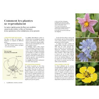 La pollinisation au jardin