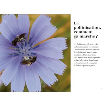 La pollinisation au jardin