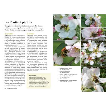 La pollinisation au jardin