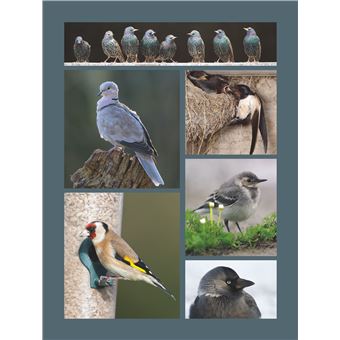 Le grand Atlas des oiseaux