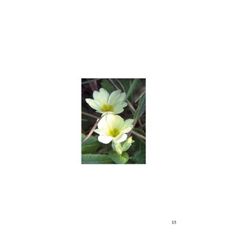 Le Ravissement des Fleurs