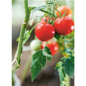 Réussir son potager avec la Lune 2022-2023