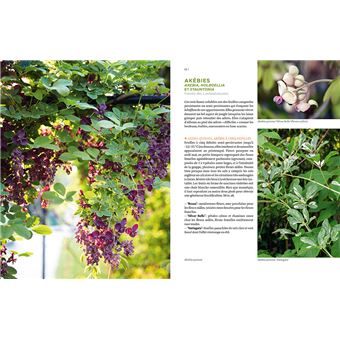 Toutes les plantes grimpantes