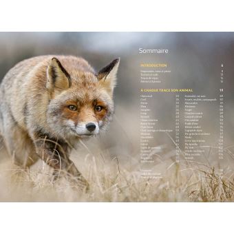 Reconnaître facilement les traces d'animaux - Traces grande nature