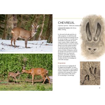 Reconnaître facilement les traces d'animaux - Traces grande nature