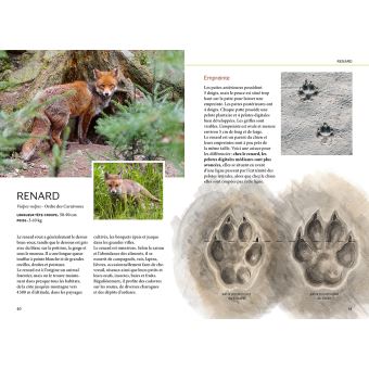 Reconnaître facilement les traces d'animaux - Traces grande nature