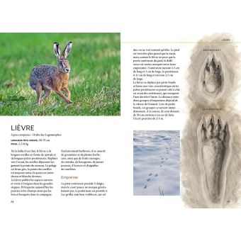 Reconnaître facilement les traces d'animaux - Traces grande nature