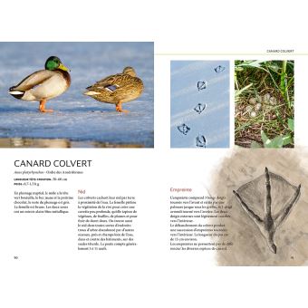 Reconnaître facilement les traces d'animaux - Traces grande nature