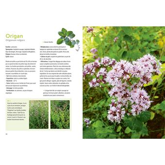 Plantes aromatiques - Comment les cultiver et les entretenir facilement