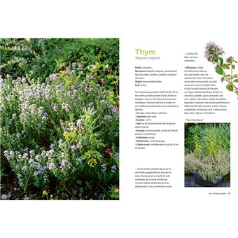 Plantes aromatiques - Comment les cultiver et les entretenir facilement