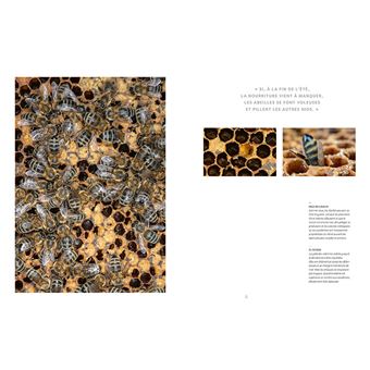 Abeilles mellifères sauvages