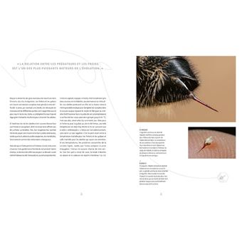 Abeilles mellifères sauvages