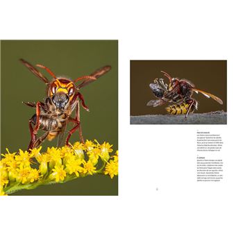 Abeilles mellifères sauvages