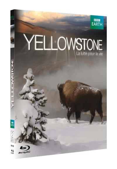 Yellowstone la lutte pour la vie