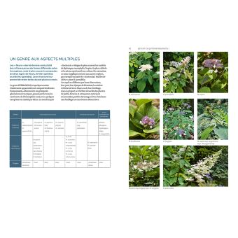 Hortensias et hydrangéas d'aujourd'hui