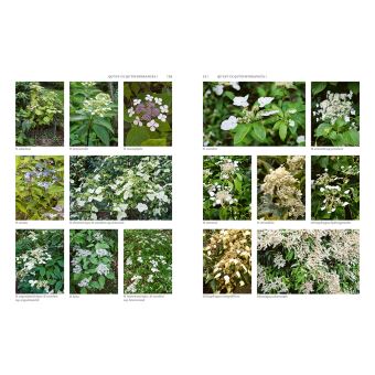 Hortensias et hydrangéas d'aujourd'hui