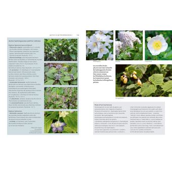 Hortensias et hydrangéas d'aujourd'hui