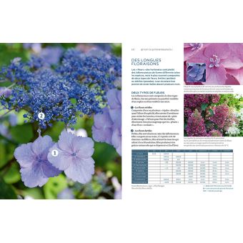 Hortensias et hydrangéas d'aujourd'hui