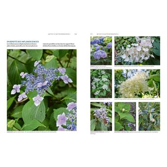 Hortensias et hydrangéas d'aujourd'hui