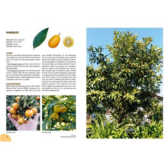 Agrumes résistant au froid - A cultiver en pleine terre