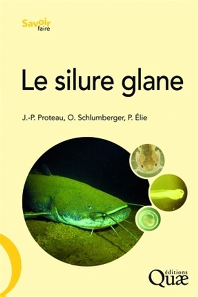 Le silure glane